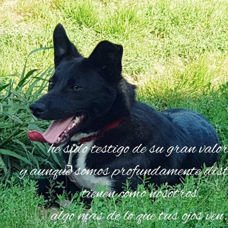 Fotos Saimon