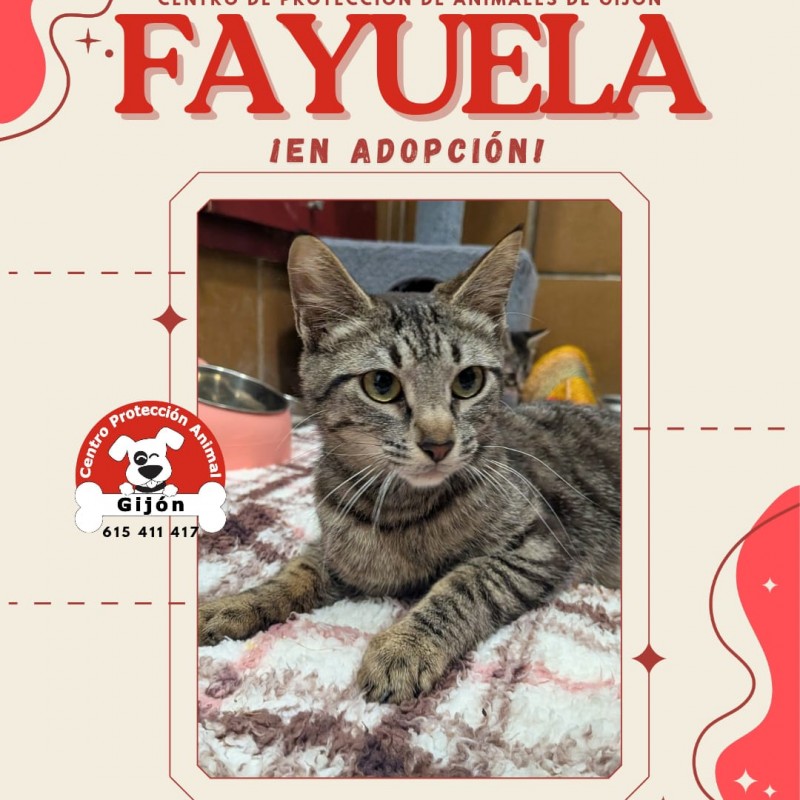 Fotos Fayuela