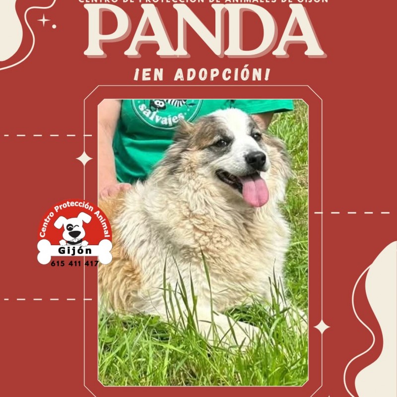 Fotos Panda 