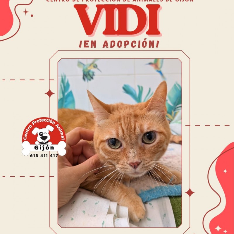 Fotos VIDI