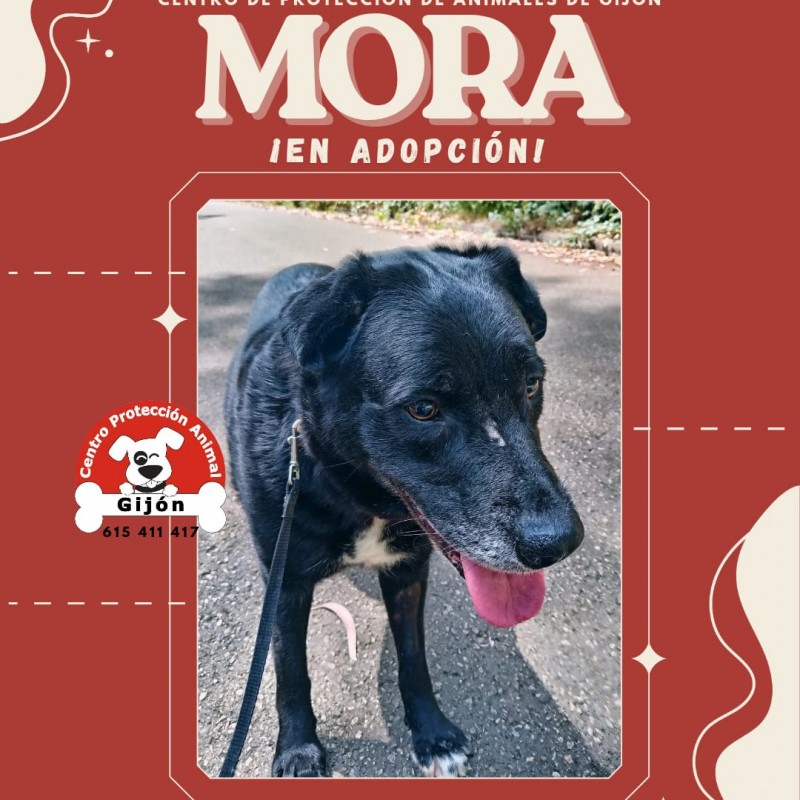 Fotos MORA