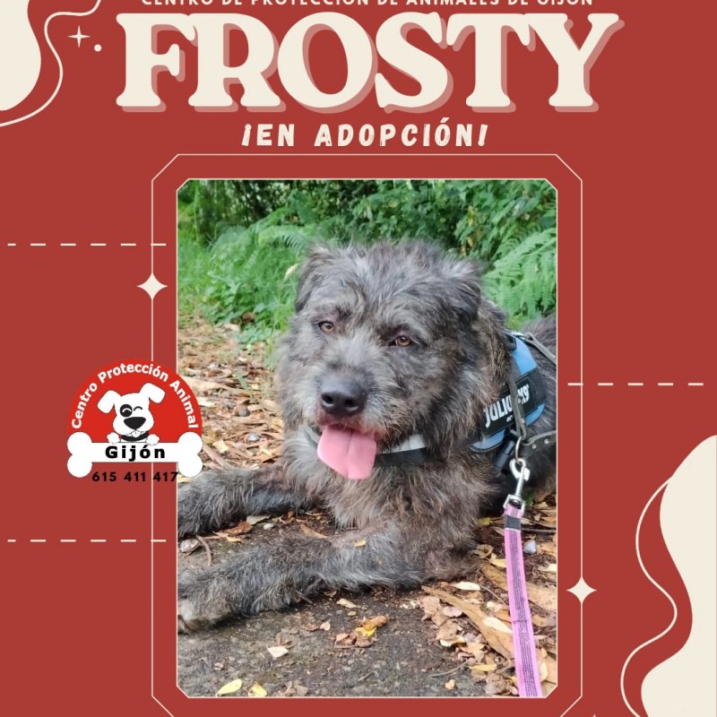 Fotos FROSTY