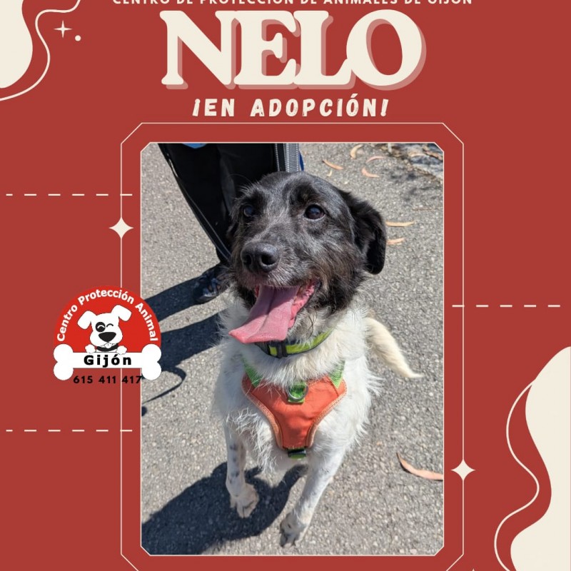 Fotos NELO