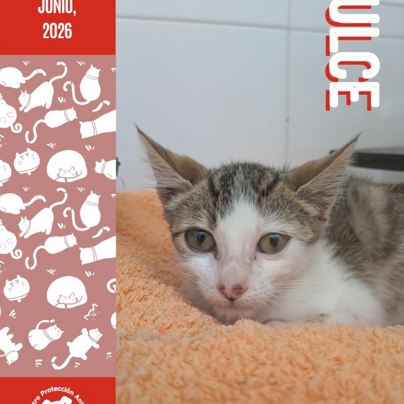Fotos DULCE
