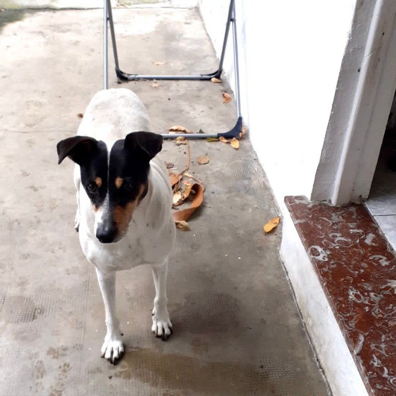 Fotos Scooby