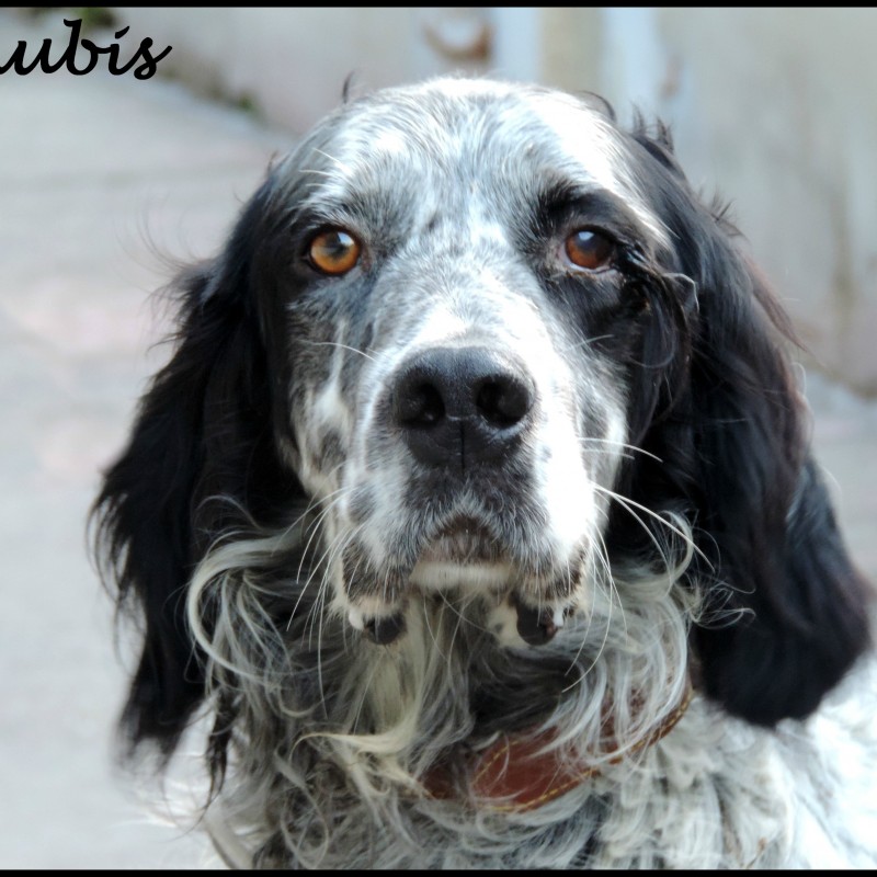 Fotos Anubis