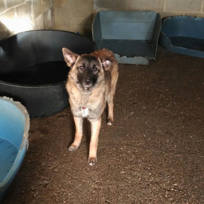 Fotos Laika