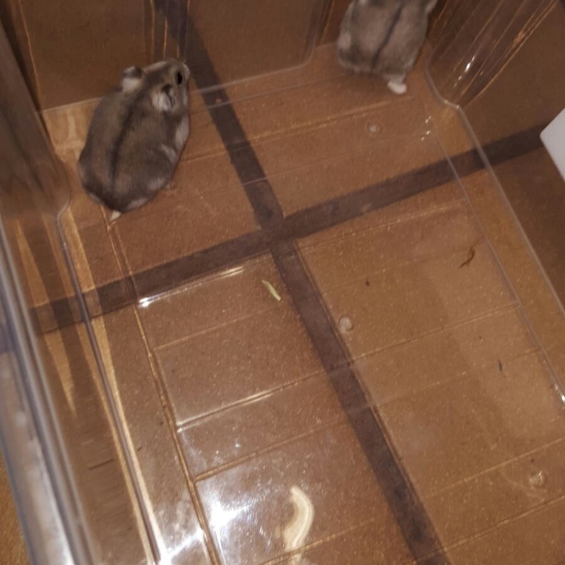 Fotos Chip y Chop