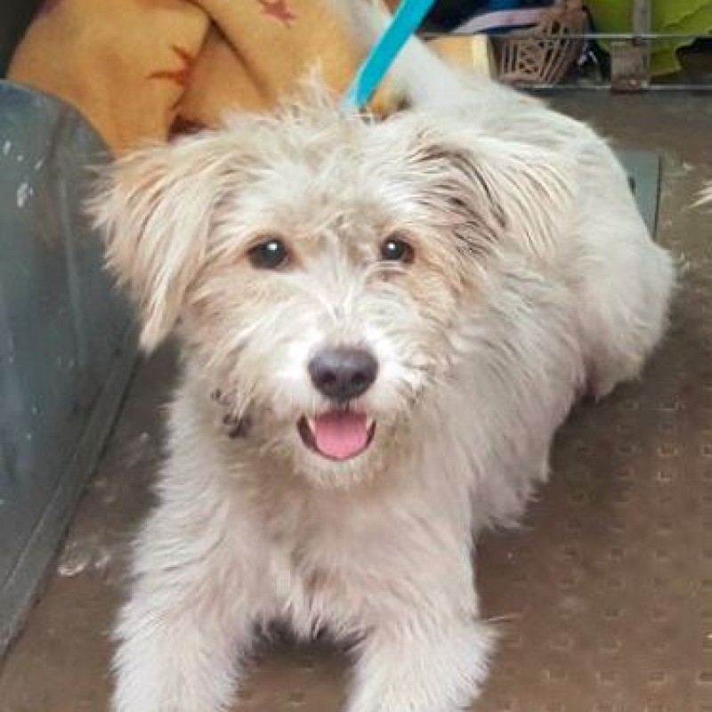 Fotos Linca