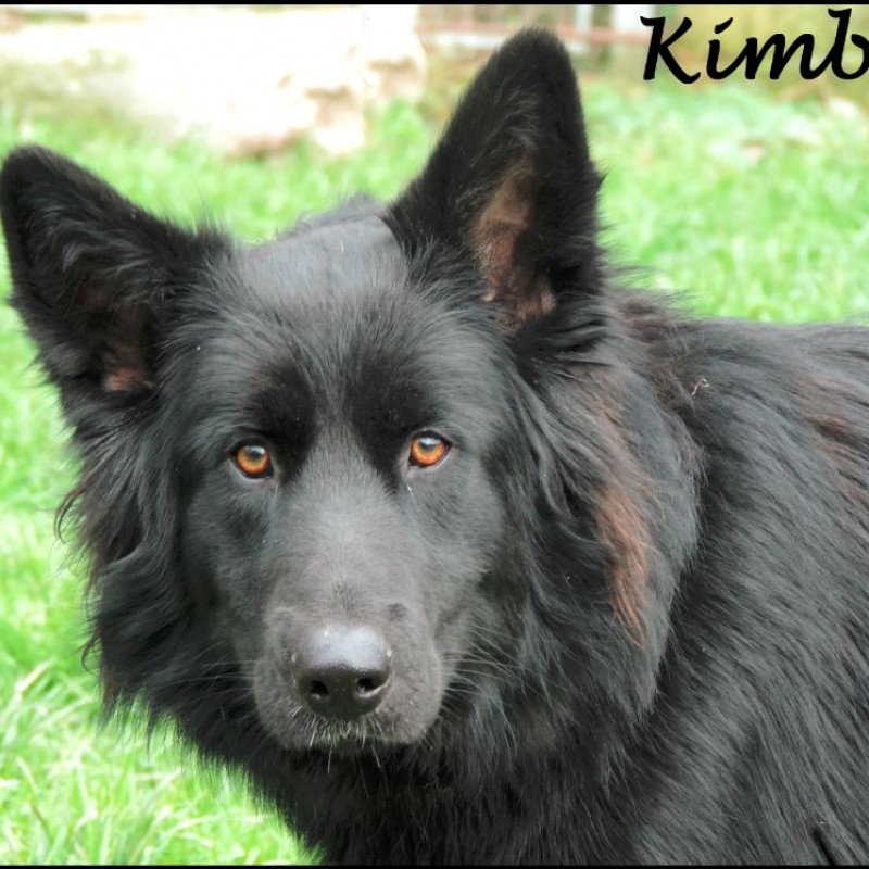 Fotos Kimba