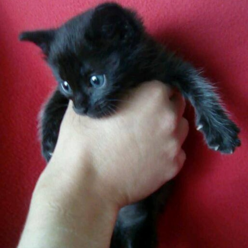 Fotos Neko