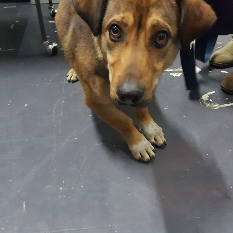 Fotos Salchicho