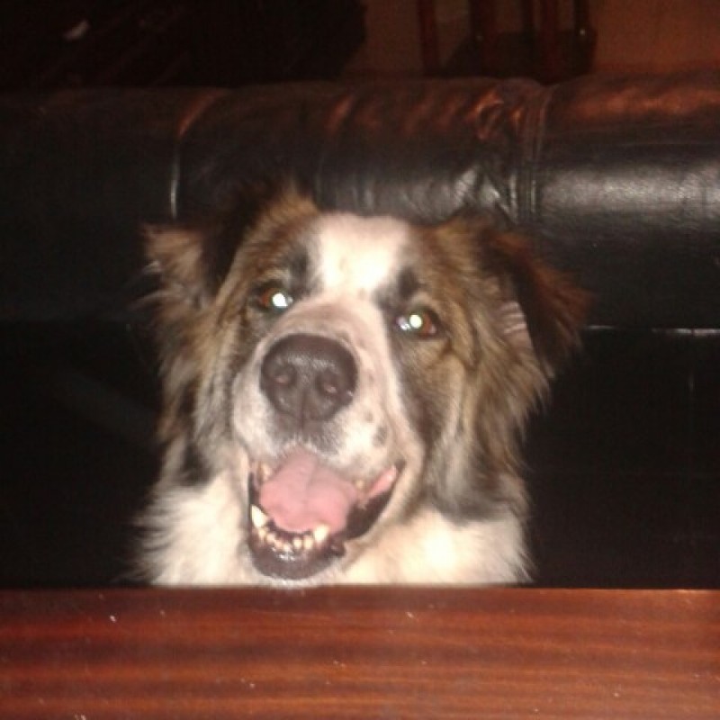 Fotos Lola