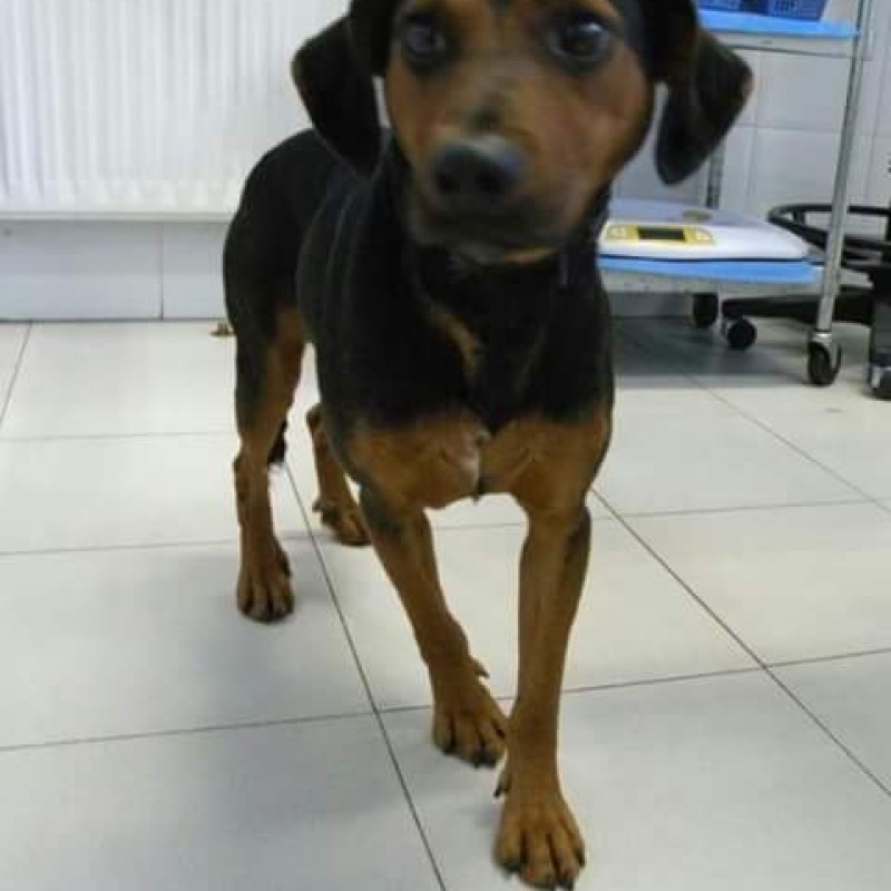 Fotos pumba