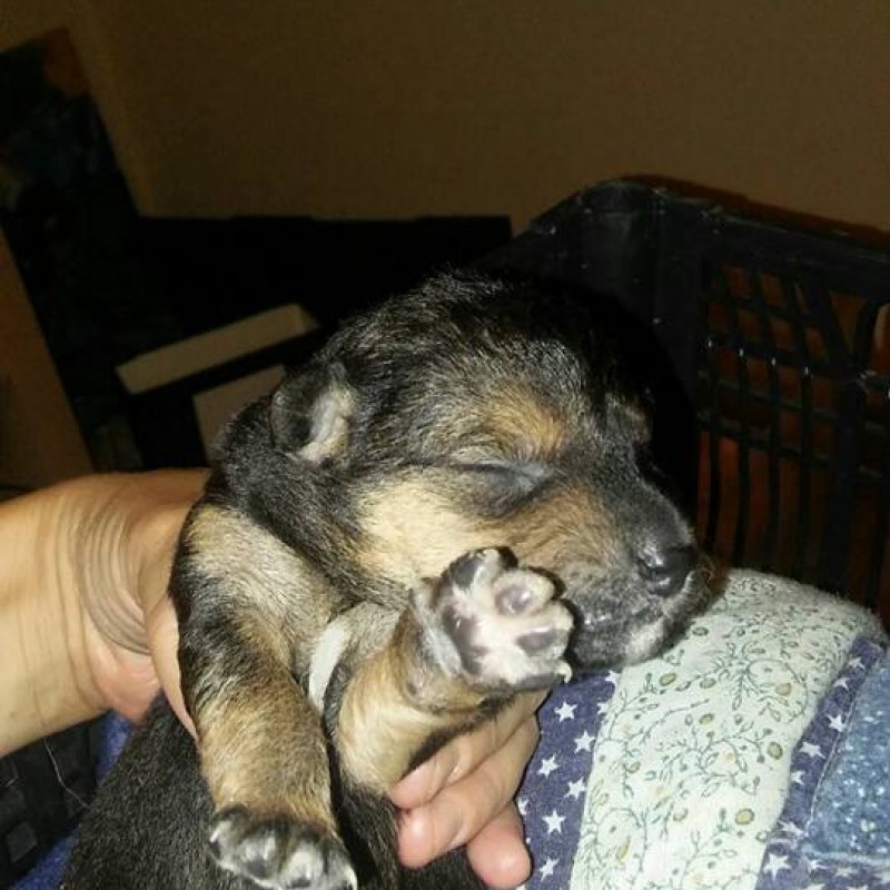 Fotos Rambo