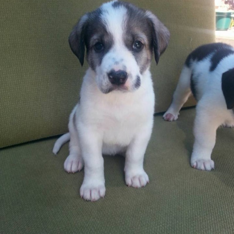 Fotos luna