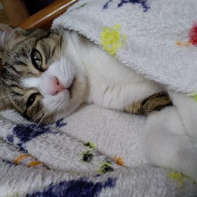 Fotos thor