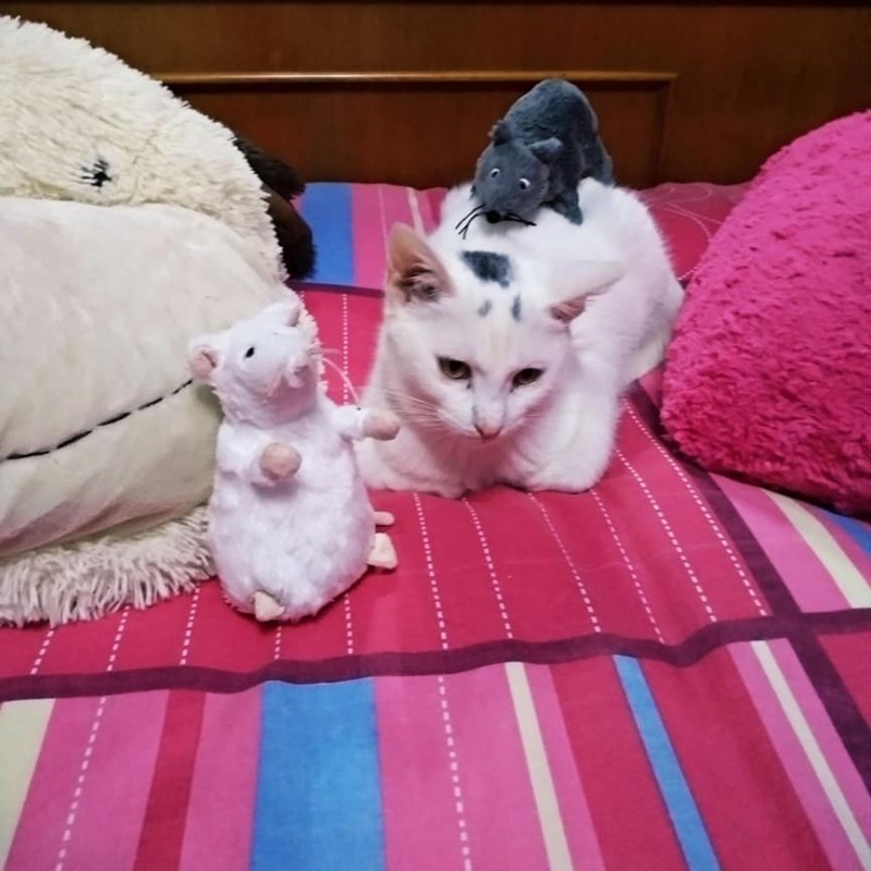 Fotos copito