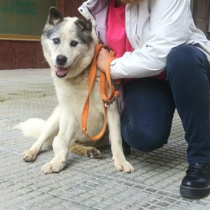 Fotos Ron