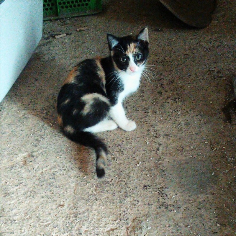 Fotos NOA