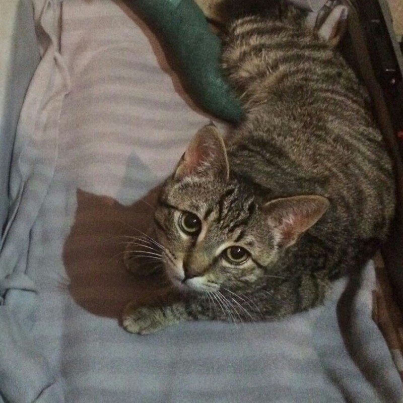 Fotos Simba