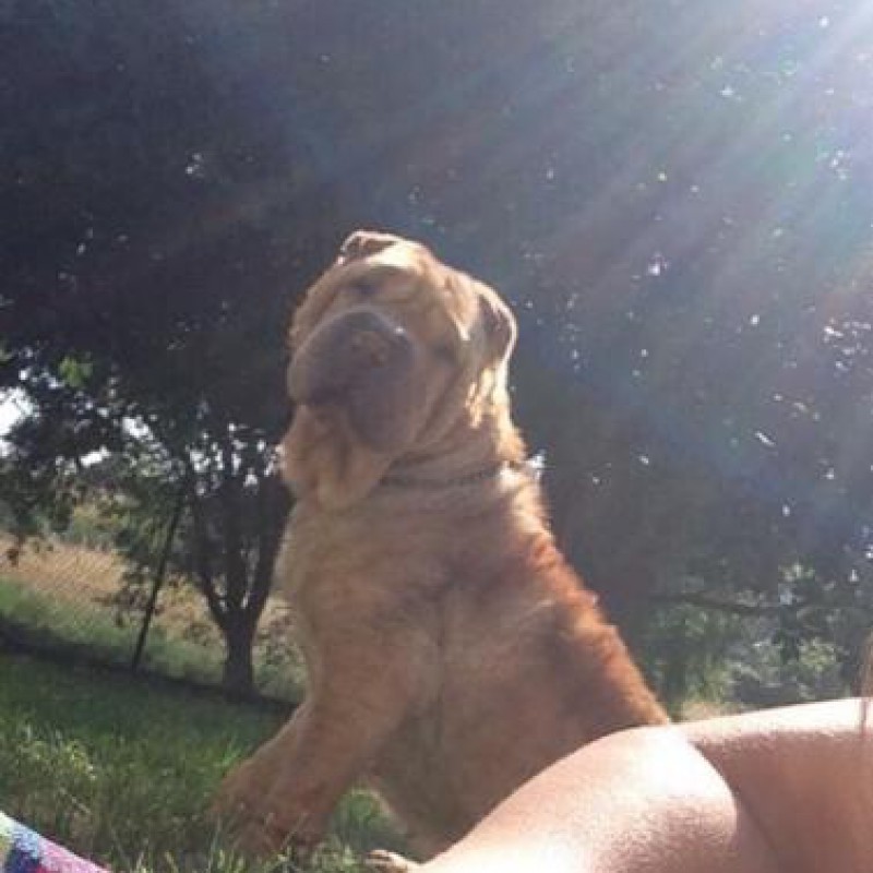 Fotos Sharpei