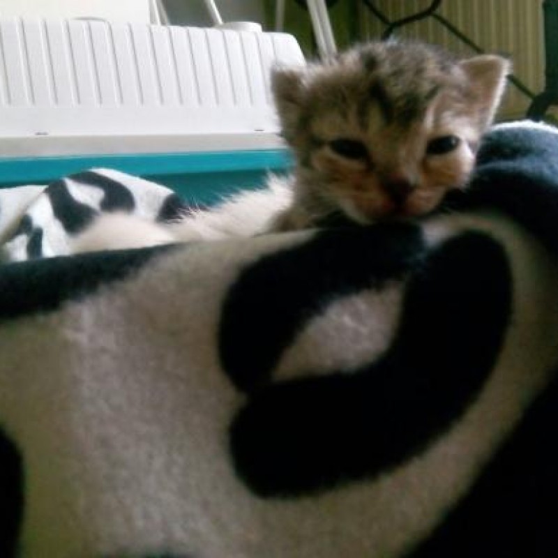 Fotos Umi