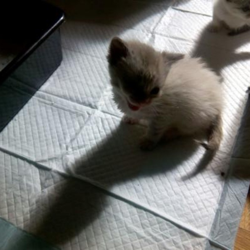 Fotos Kelo