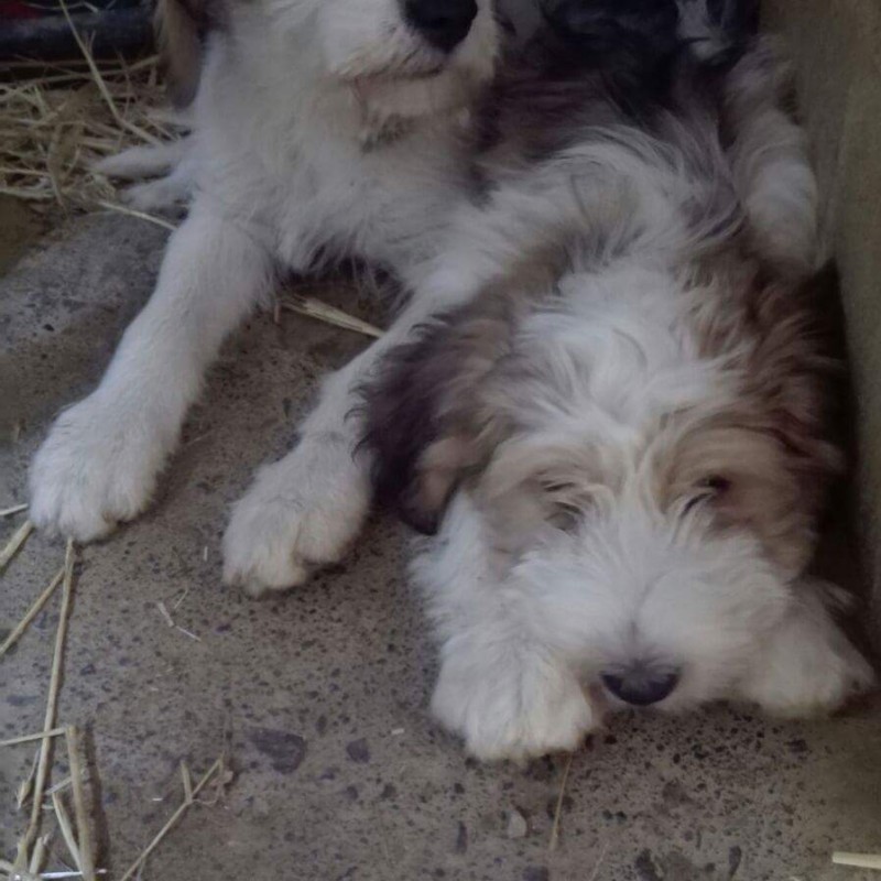 Fotos Athos