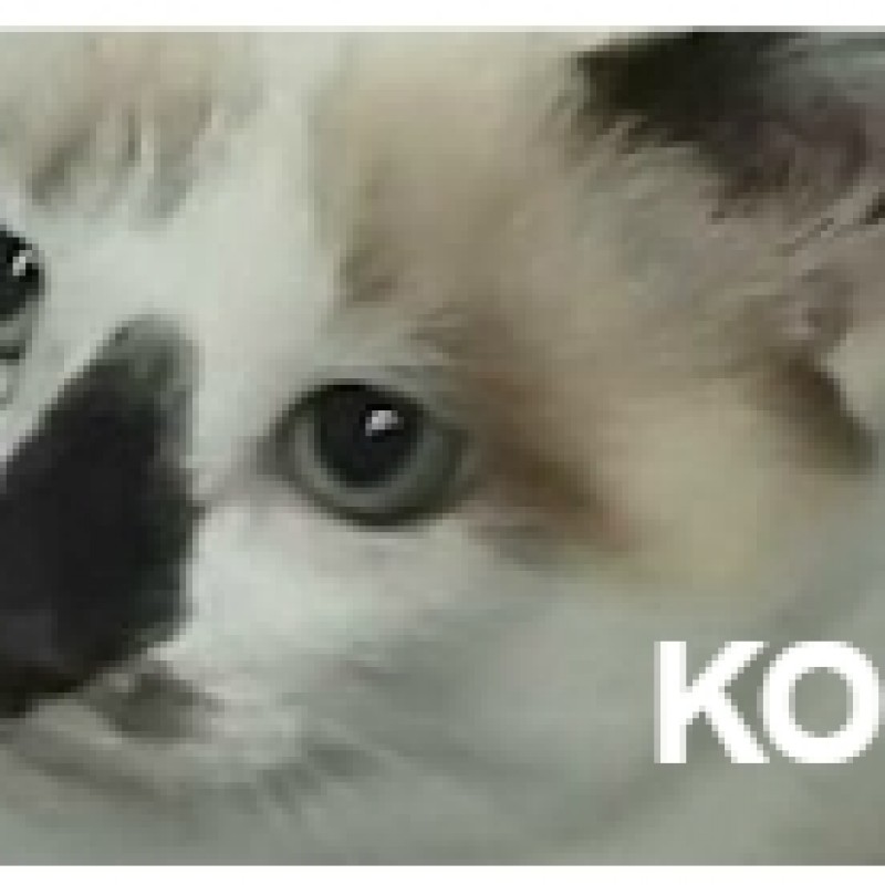 Fotos Kokoa