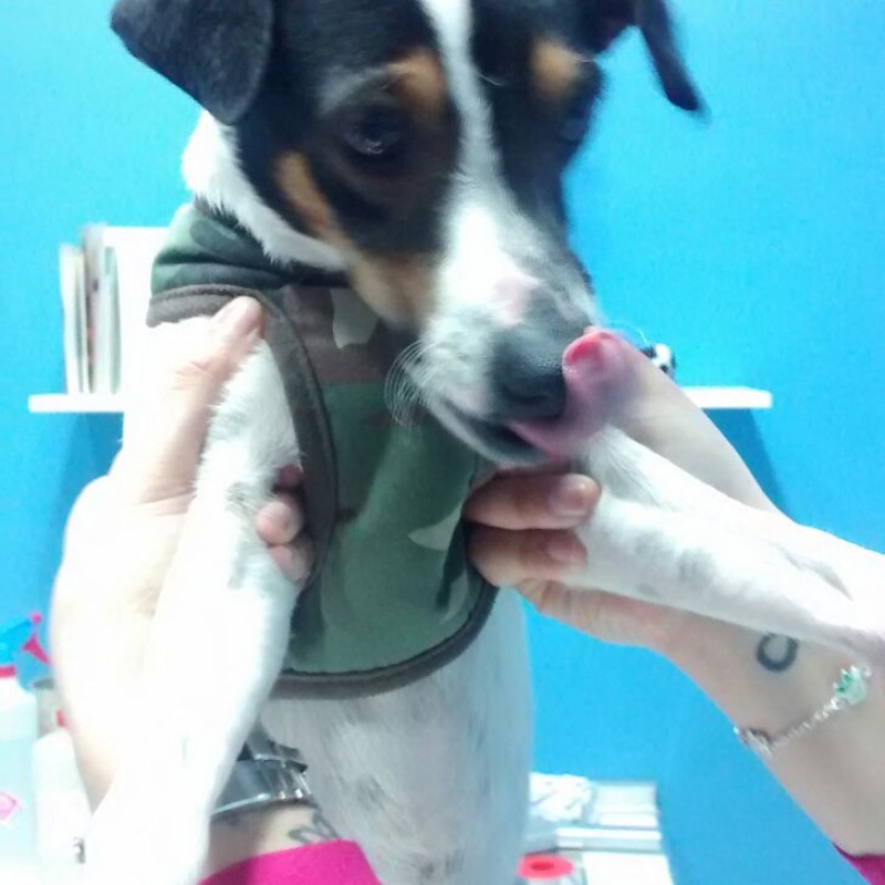 Fotos Rocky