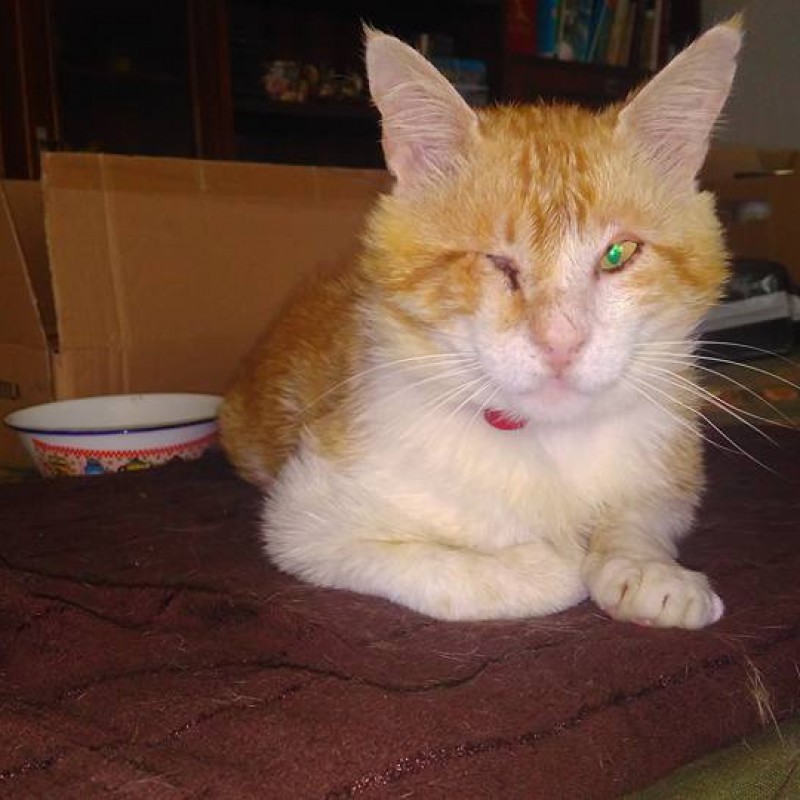 Fotos Miko