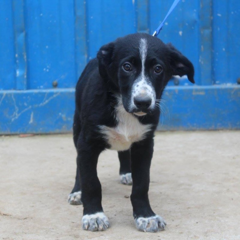 Fotos Poncho
