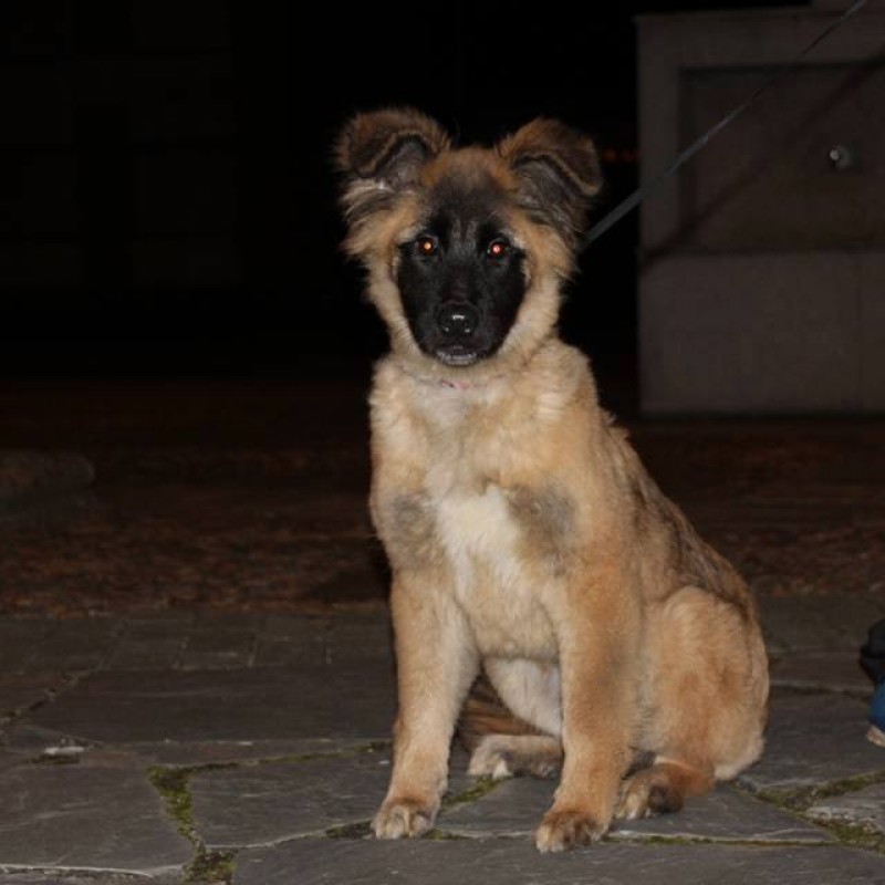 Fotos Shandy