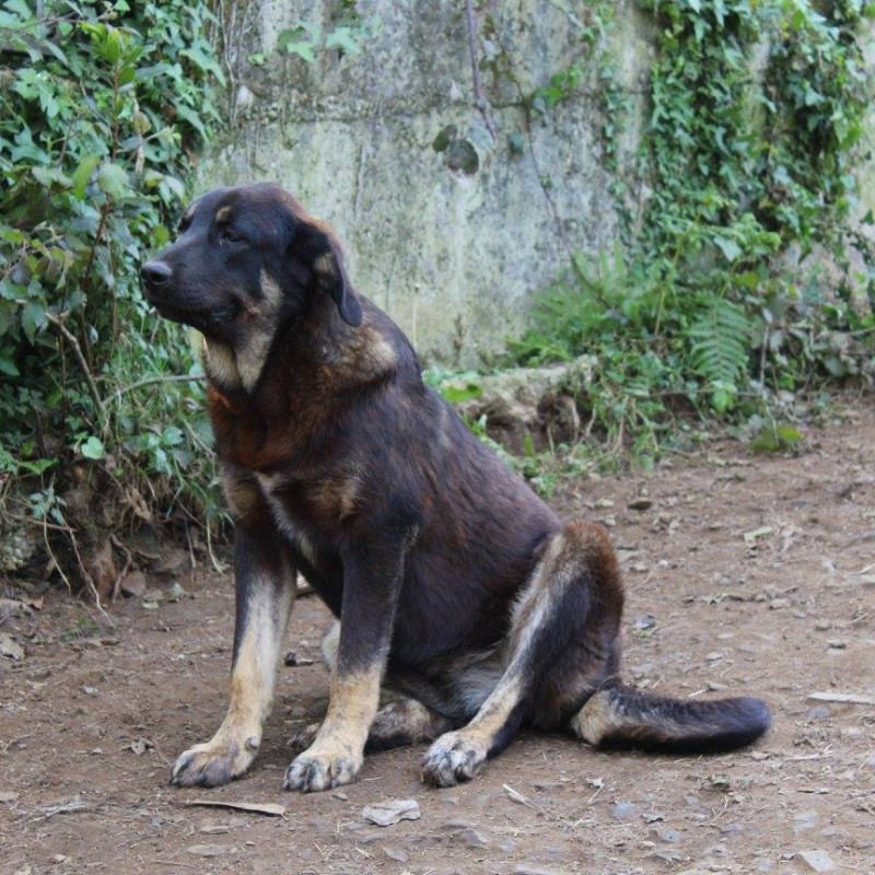 Fotos Asli