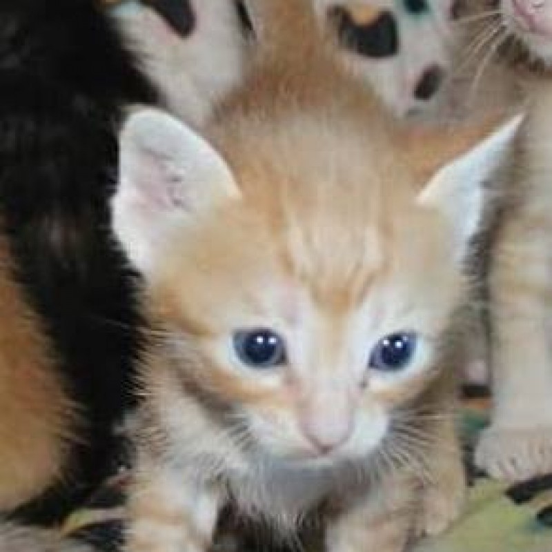 Fotos Gohan