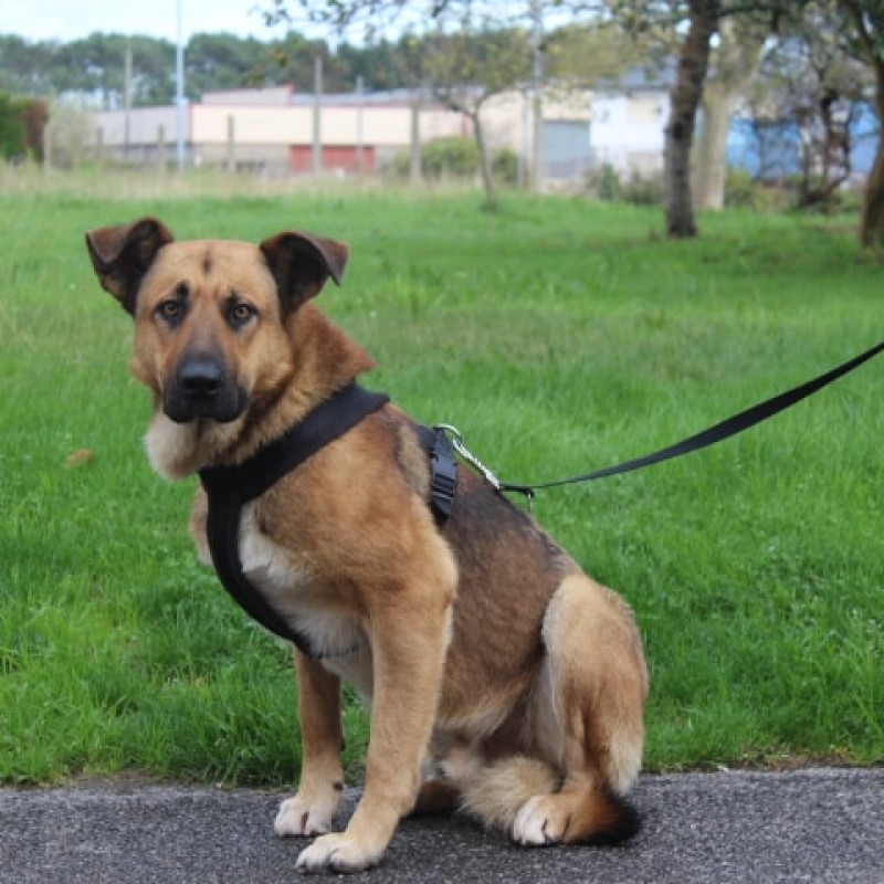 Fotos Romeo