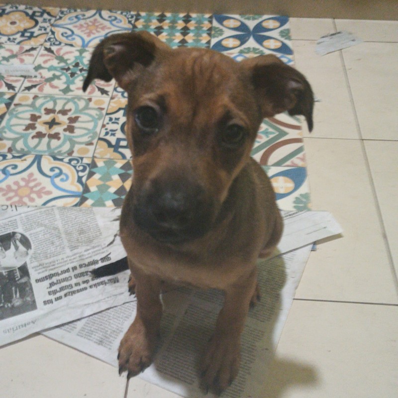 Fotos Pizca