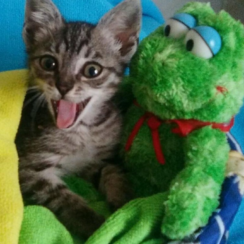 Fotos ASLAN