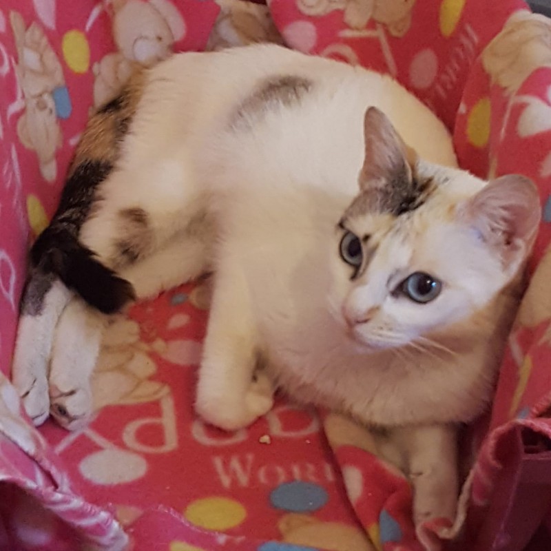 Fotos NOA