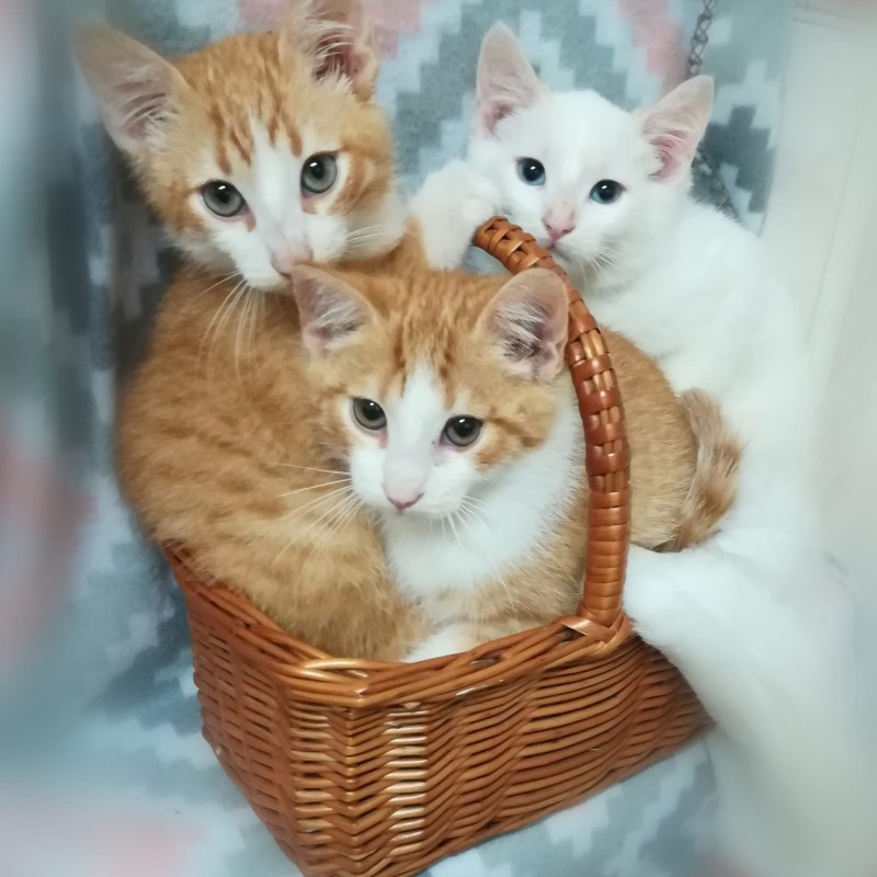 Fotos IRIS (hembra), TALCO (macho)