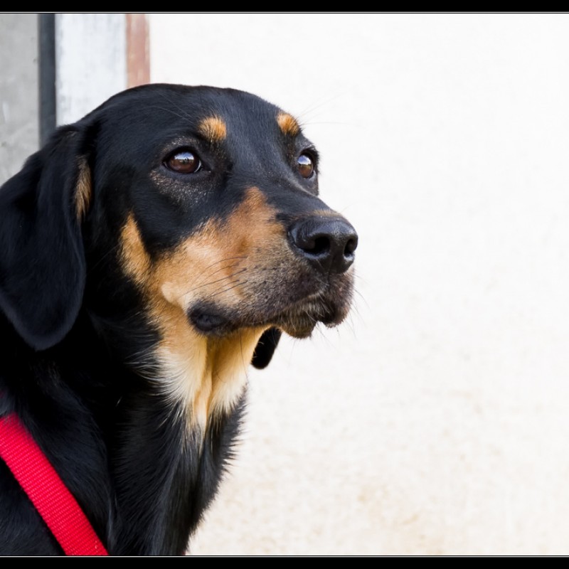 Fotos Laika