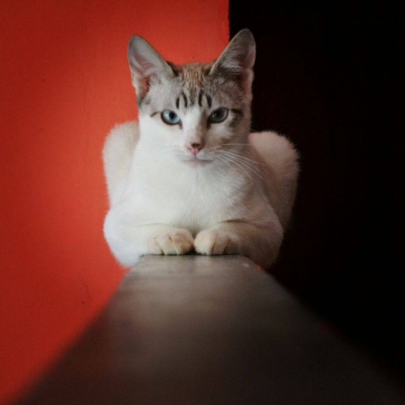 Fotos Calypso