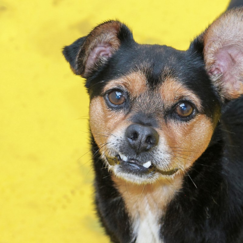 Fotos Rufo