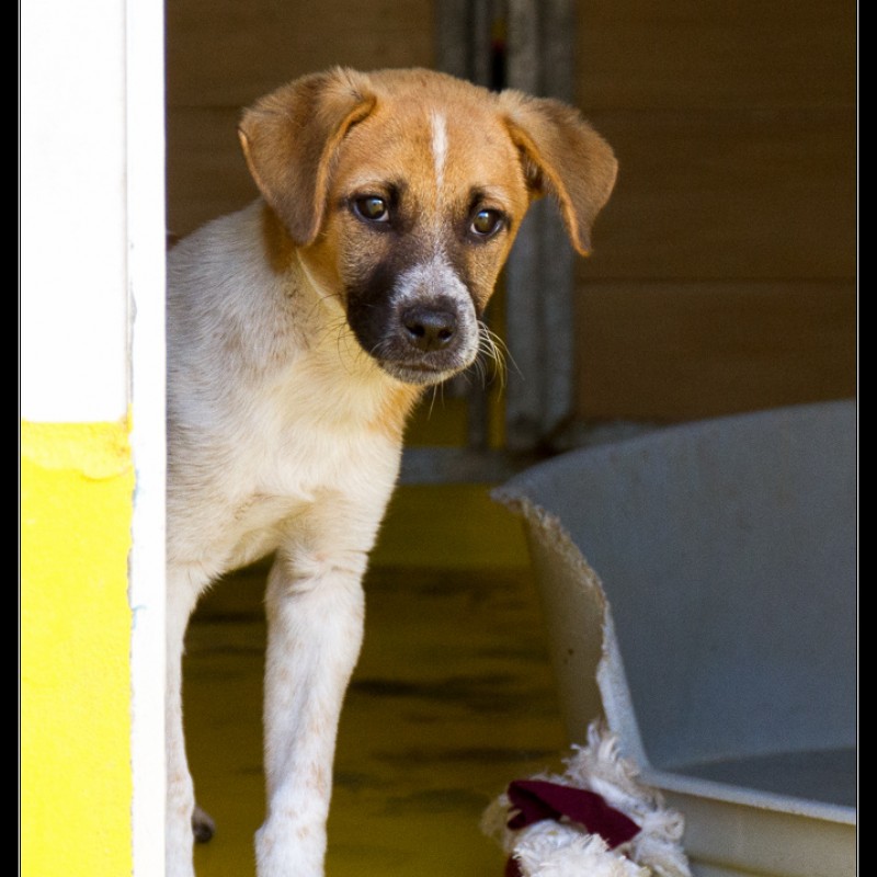 Fotos Caillou