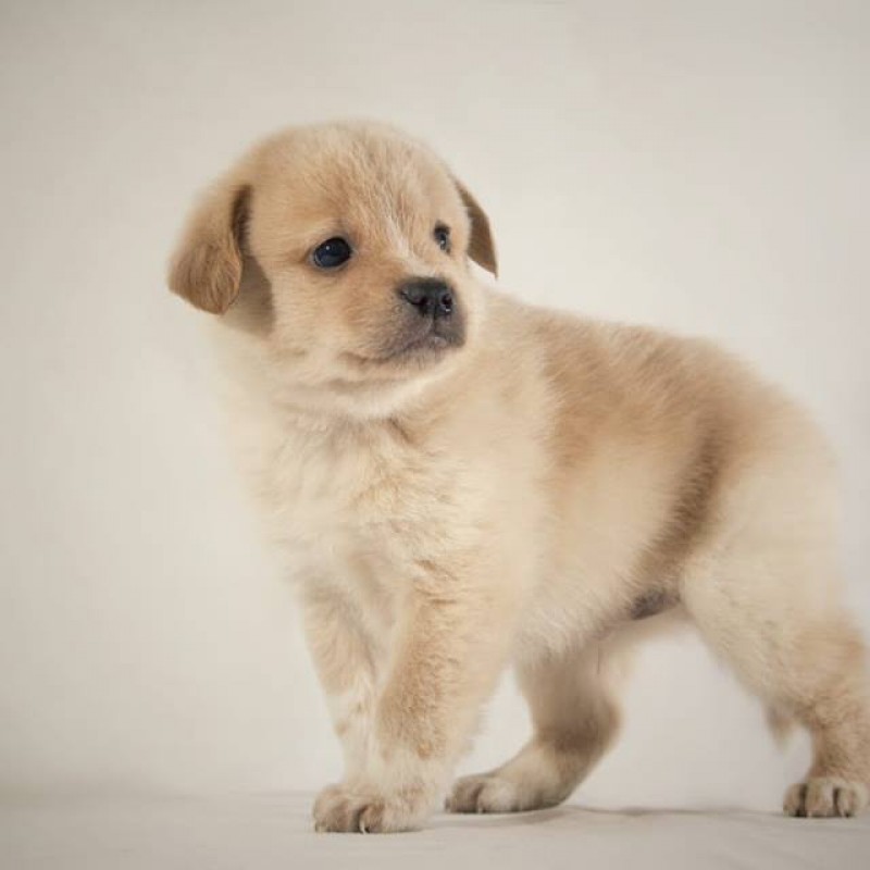 Fotos Thor