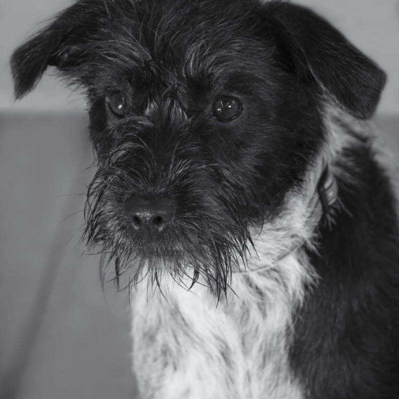 Fotos Nika
