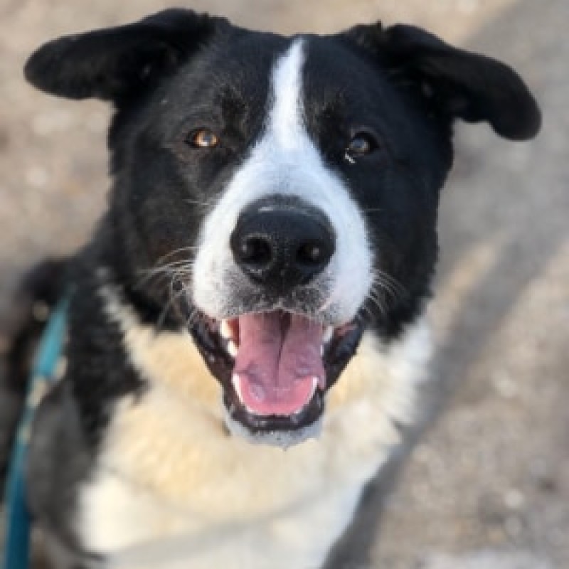Fotos Thor