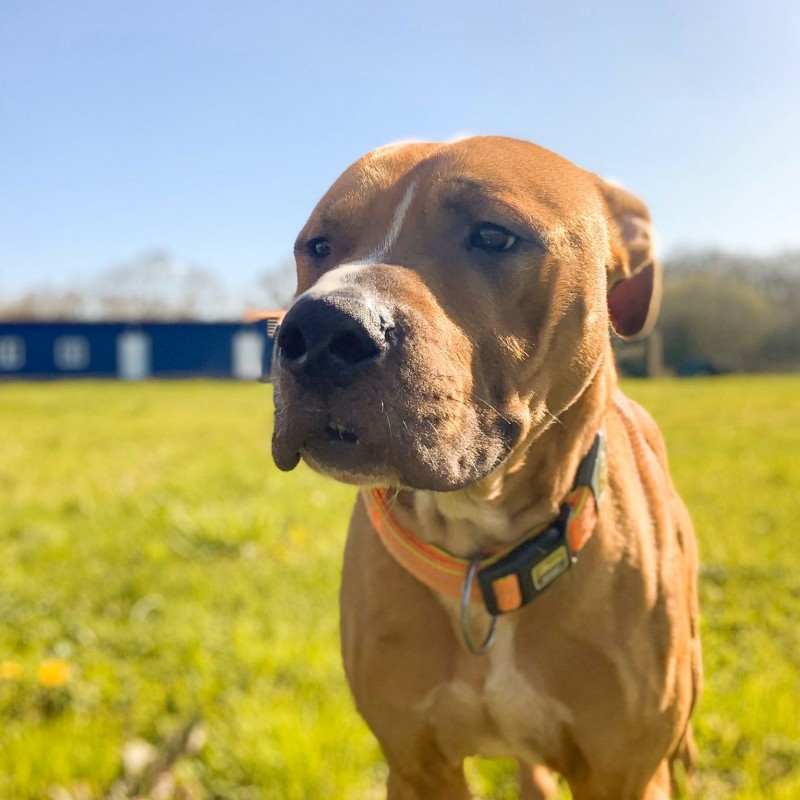 Fotos Thor
