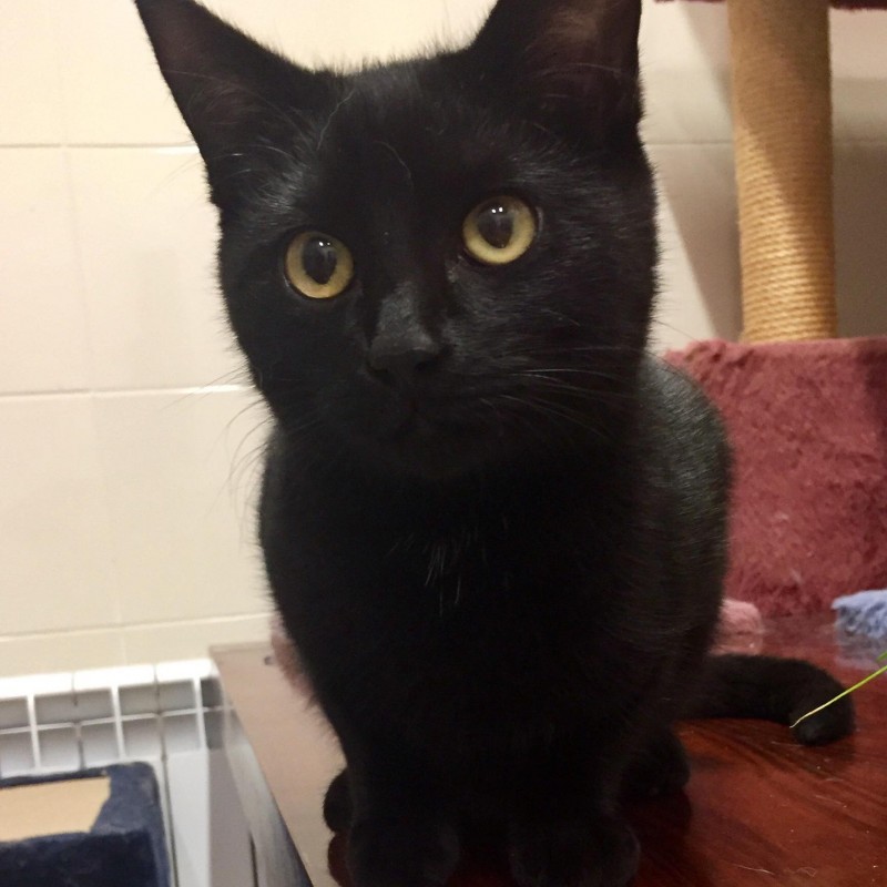Fotos Oreo